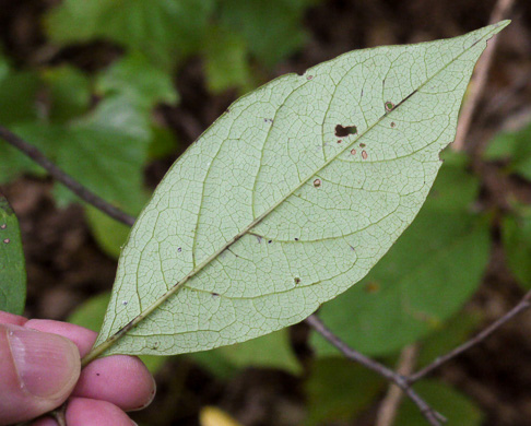 image of Diospyros virginiana, American Persimmon, Possumwood, Simmon