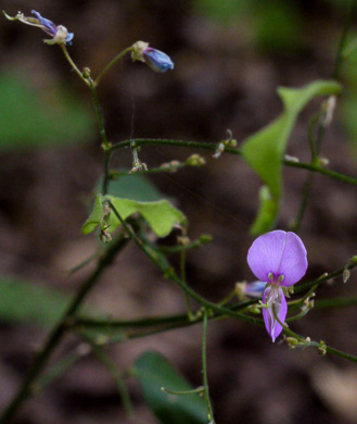 image of Desmodium perplexum, Perplexing Tick-trefoil, Dillen's Tick-trefoil