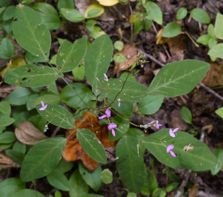 image of Desmodium perplexum, Perplexing Tick-trefoil, Dillen's Tick-trefoil