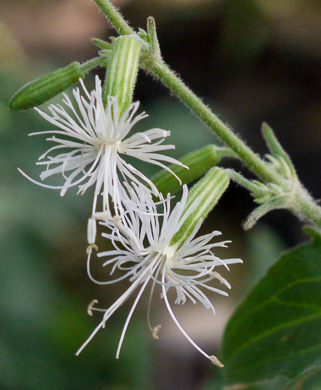 image of Silene ovata, Mountain Catchfly, Fringed Campion, Blue Ridge Catchfly