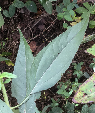 image of Helianthus decapetalus, Thinleaf Sunflower, Forest Sunflower