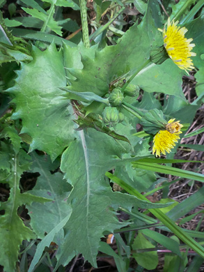 image of Sonchus asper, Prickly Sowthistle, Spiny-leaf Sowthistle