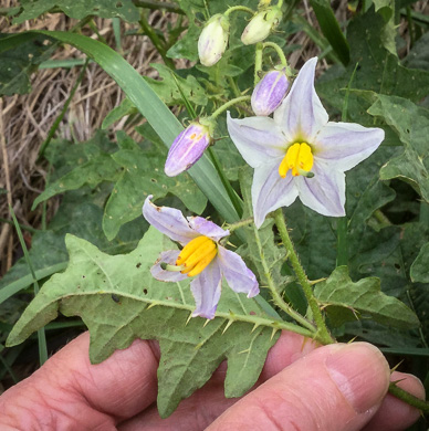 image of Solanum carolinense var. carolinense, Carolina Horsenettle, Ball-nettle