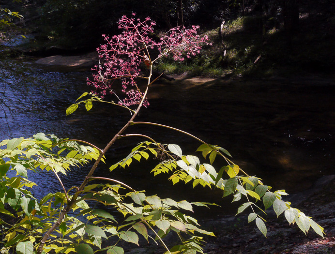 image of Aralia spinosa, Devil's Walkingstick, Hercules-club, Prickly Aralia, Prickly-ash