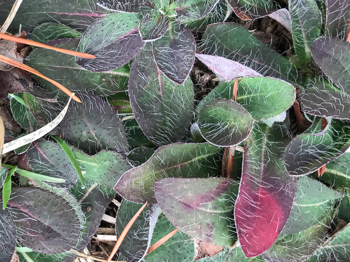 image of Pilosella officinarum, Mouse-ear Hawkweed