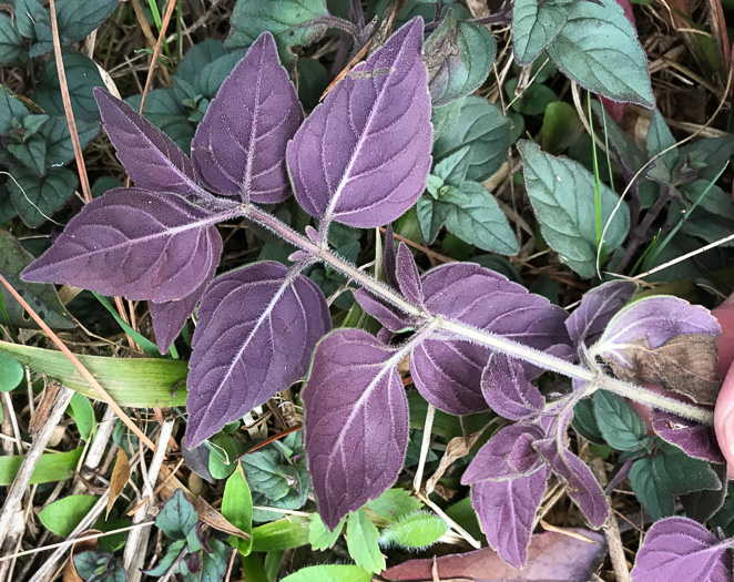 image of Pycnanthemum pycnanthemoides var. pycnanthemoides, Woodland Mountain-mint, Southern Mountain-mint