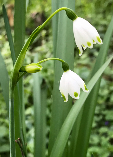 image of Leucojum aestivum, Summer Snowflake