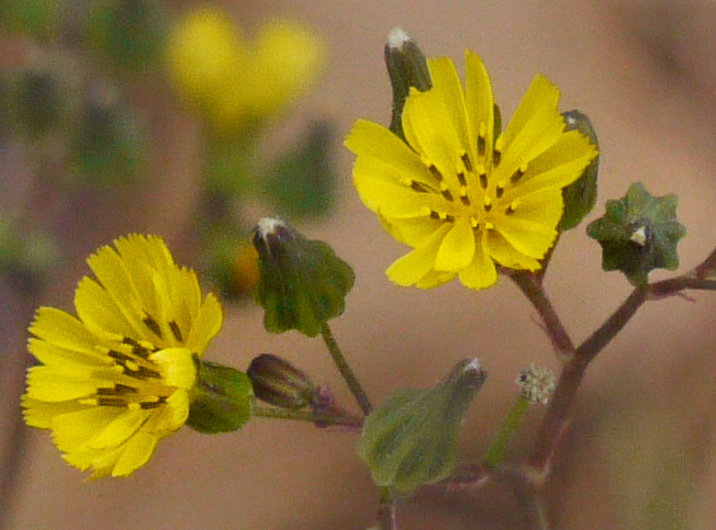 image of Youngia japonica, Asiatic Hawksbeard, Youngia, Japanese Crepis, Oriental False Hawksbeard