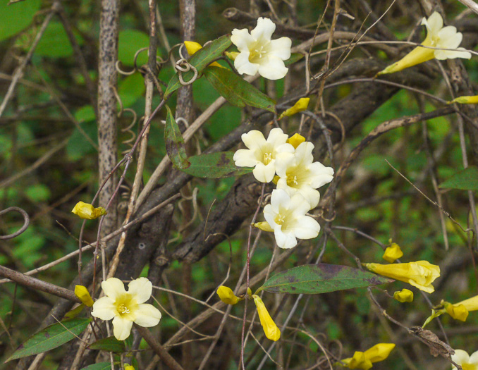 image of Gelsemium sempervirens, Carolina Jessamine, Yellow Jessamine