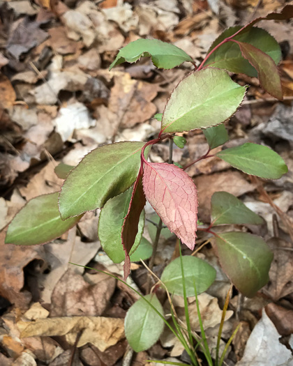 image of Viburnum prunifolium, Blackhaw, Nannyberry