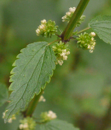 image of Urtica chamaedryoides, Weak Nettle, Dwarf Stinging Nettle, Heartleaf Nettle