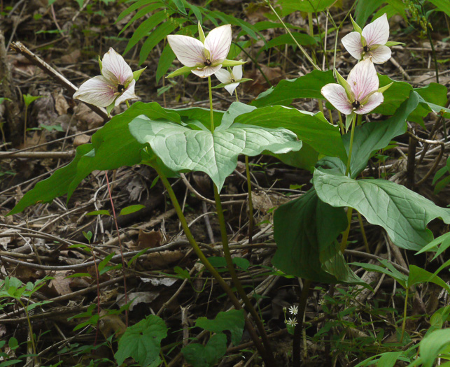 image of Trillium simile, Sweet White Trillium, Confusing Trillium, Jeweled Trillium