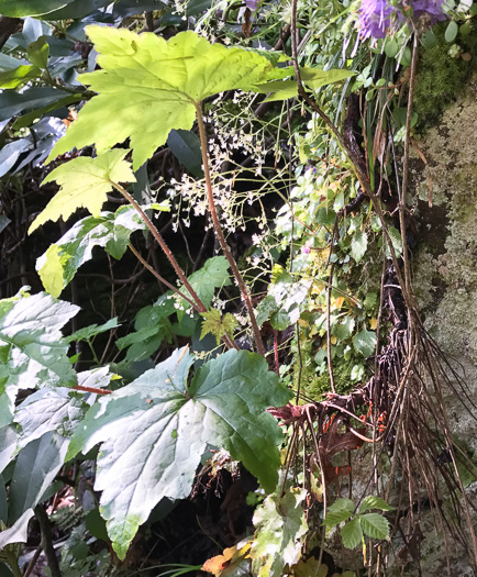 image of Heuchera villosa, Mapleleaf Alumroot, Hairy Alumroot, Rock Alumroot, Crag-jangle