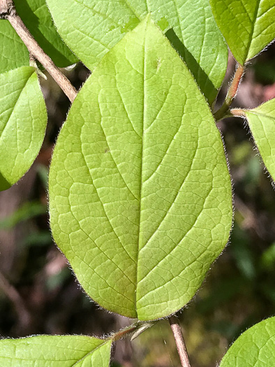 image of Stewartia ovata, Mountain Camellia, Mountain Stewartia