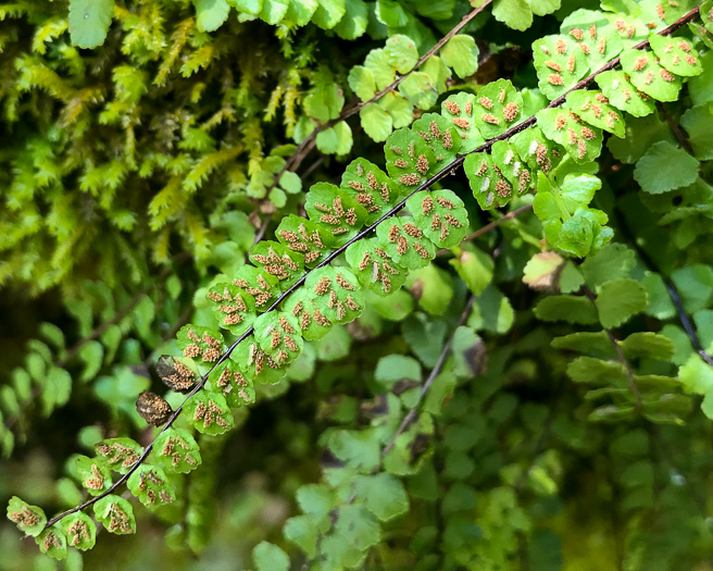 image of Asplenium trichomanes, Maidenhair Spleenwort