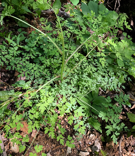 image of Adlumia fungosa, Climbing Fumitory, Allegheny Vine, Cliff-Harlequin