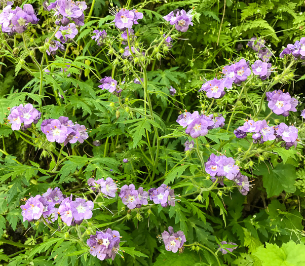 image of Phacelia bipinnatifida, Fernleaf Phacelia, Purple Phacelia, Forest Phacelia