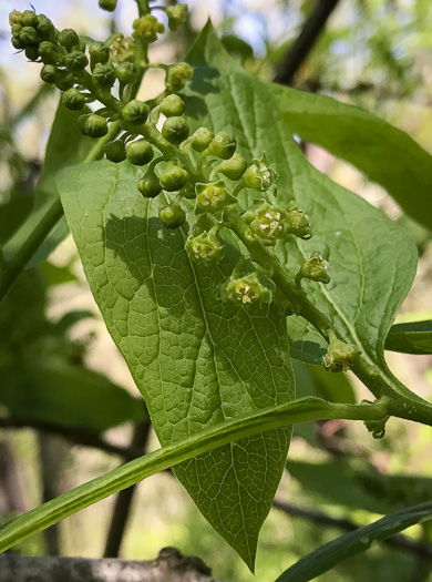 image of Pyrularia pubera, Buffalo-nut, Oil-nut