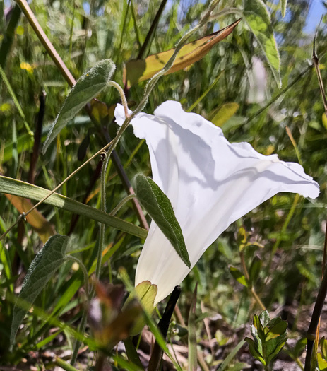 image of Convolvulus catesbyanus, Catesby's Bindweed, Catesby's False Bindweed