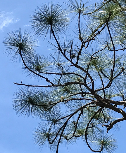 image of Pinus palustris, Longleaf Pine, Southern Pine