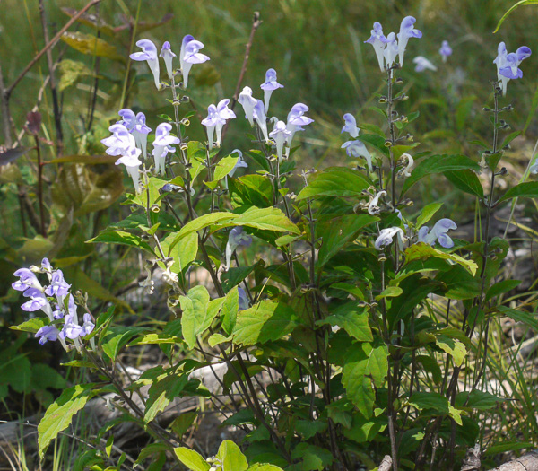 image of Scutellaria pseudoserrata, falseteeth skullcap