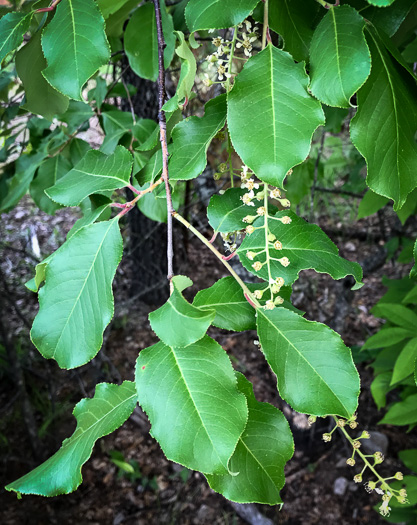 image of Prunus alabamensis, Alabama Black Cherry