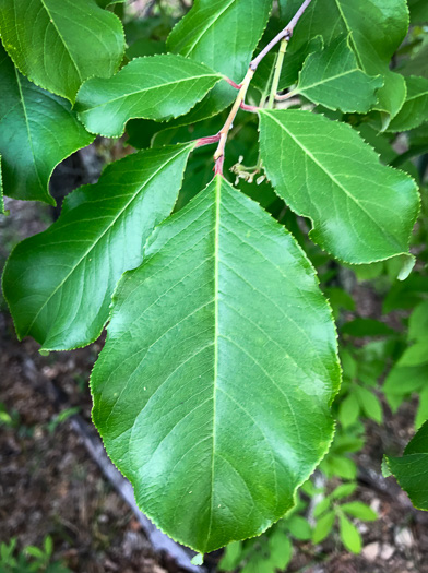 image of Prunus alabamensis, Alabama Black Cherry