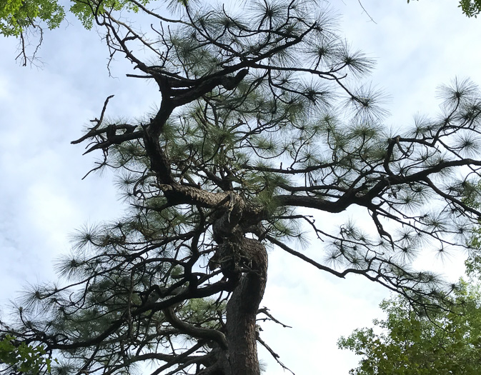 image of Pinus palustris, Longleaf Pine, Southern Pine