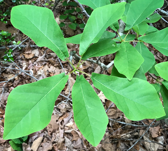 image of Magnolia pyramidata, Pyramid Magnolia