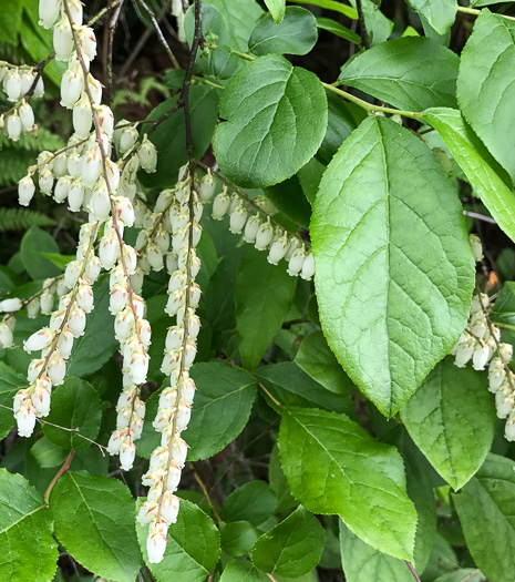 image of Eubotrys racemosus, Coastal Fetterbush, Swamp Sweetbells, Swamp Leucothoe, Swamp Fetterbush