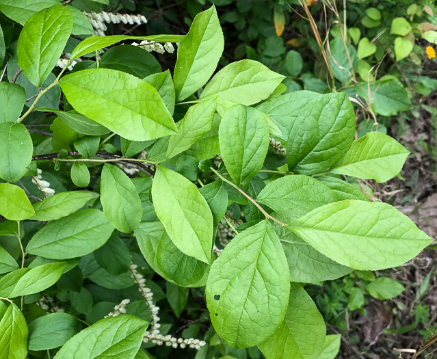 Coastal Fetterbush