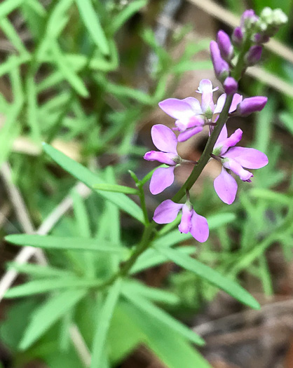 image of Polygala polygama, Racemed Milkwort, Bitter Milkwort