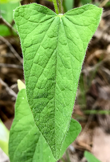 image of Convolvulus catesbyanus, Catesby's Bindweed, Catesby's False Bindweed