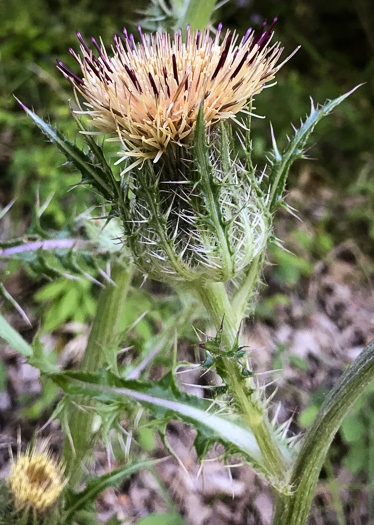 image of Cirsium horridulum var. horridulum, Common Yellow Thistle, Purple Thistle, Bristle Thistle, Horrid Thistle