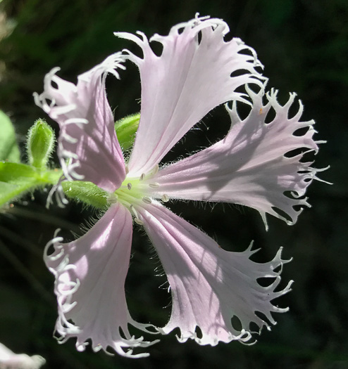 image of Silene catesbyi, Eastern Fringed Campion, Eastern Fringed Catchfly