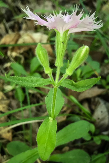 image of Silene catesbyi, Eastern Fringed Campion, Eastern Fringed Catchfly