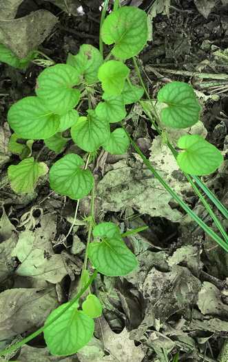 image of Viola walteri, Walter's Violet, Prostrate Blue Violet