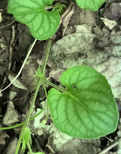 image of Viola walteri, Walter's Violet, Prostrate Blue Violet