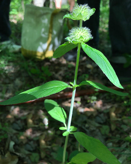 image of Blephilia ciliata, Diabase Woodmint, Horsemint, Downy Woodmint