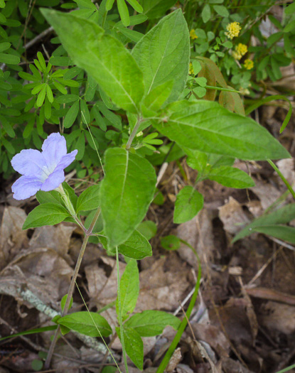 image of Ruellia purshiana, Pursh's Wild-petunia