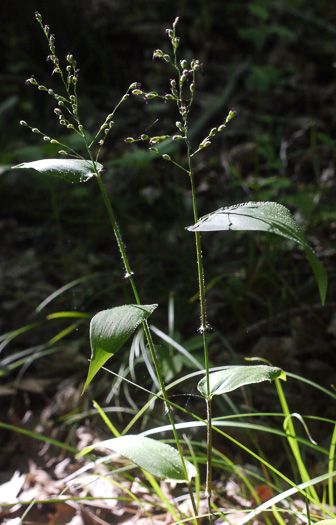 image of Dichanthelium boscii, Bosc's Witchgrass