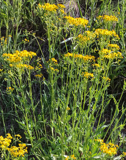 image of Packera anonyma, Small's Ragwort, Squaw-weed, Appalachian Ragwort