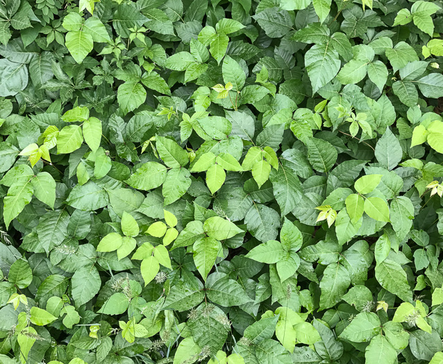 image of Toxicodendron radicans var. radicans, Eastern Poison Ivy