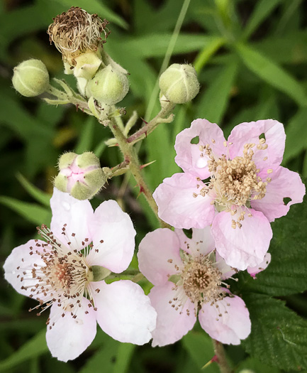 image of Rubus bifrons, European Blackberry, Himalayan Blackberry, Himalaya-berry