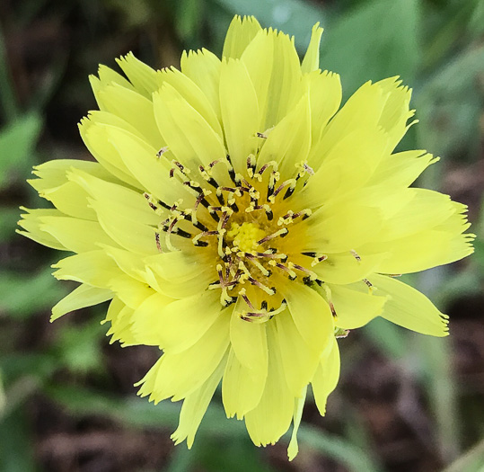 image of Pyrrhopappus carolinianus, Carolina False-dandelion, Carolina Desert-chicory