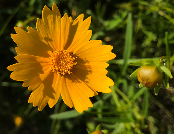 image of Coreopsis lanceolata, Lanceleaf Coreopsis, Longstalk Coreopsis, Lanceleaf Tickseed