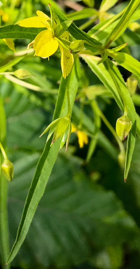 image of Steironema lanceolatum, Lanceleaf Loosestrife