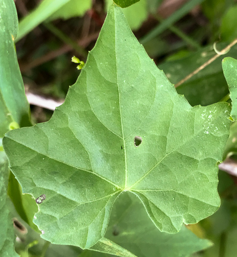 image of Melothria pendula, Creeping Cucumber