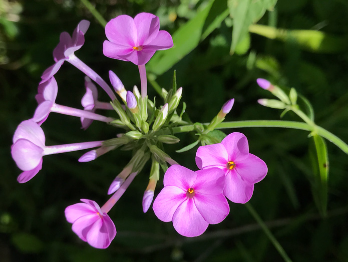 image of Phlox carolina, Carolina Phlox, Thick-leaf Phlox, Giant Phlox