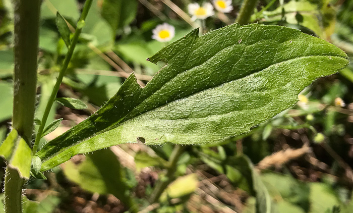 image of Erigeron annuus, Annual Fleabane